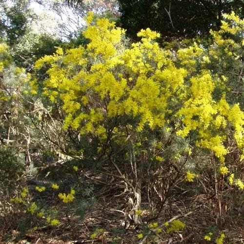 Acacia boormanii