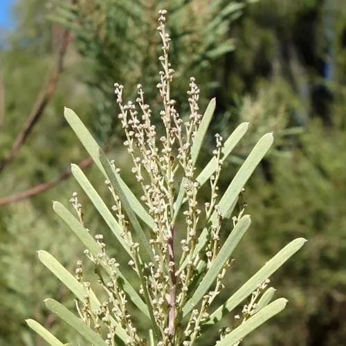 Acacia boormanii