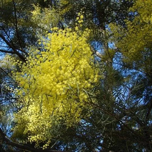 Acacia boormanii