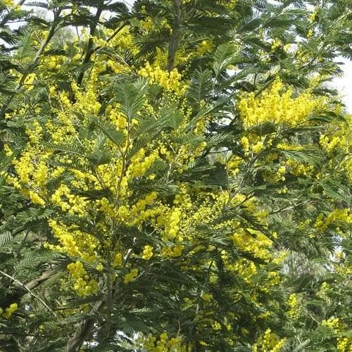 Acacia dealbata
