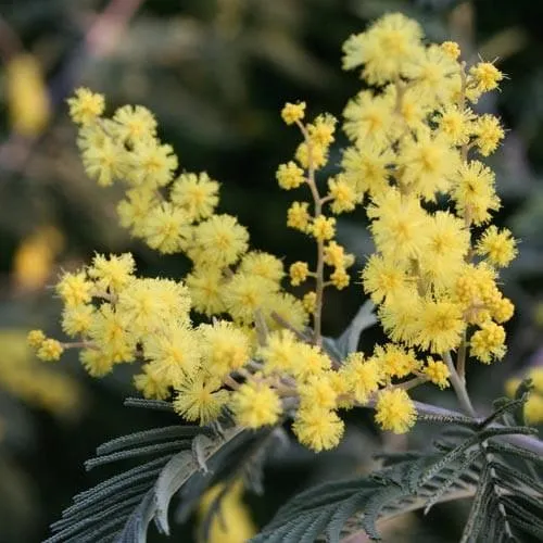 Acacia dealbata