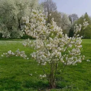 Amelanchier lamarckii - Snowy Mespilus