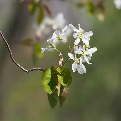 Amelanchier lamarckii - Snowy Mespilus