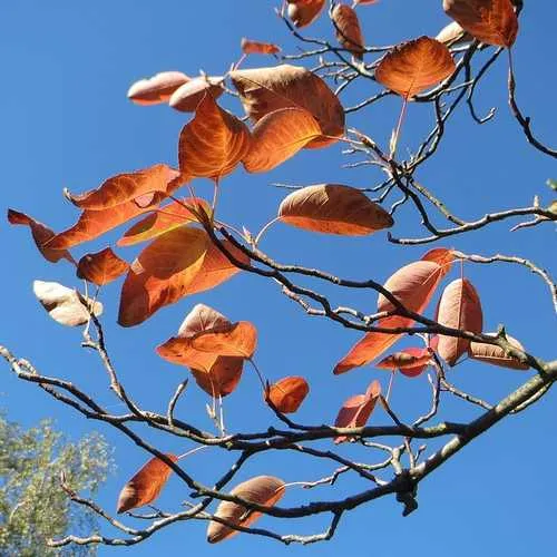 Amelanchier lamarckii - Snowy Mespilus