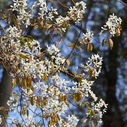 Amelanchier lamarckii - Snowy Mespilus