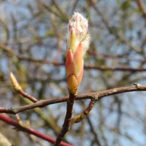 Amelanchier lamarckii - Snowy Mespilus