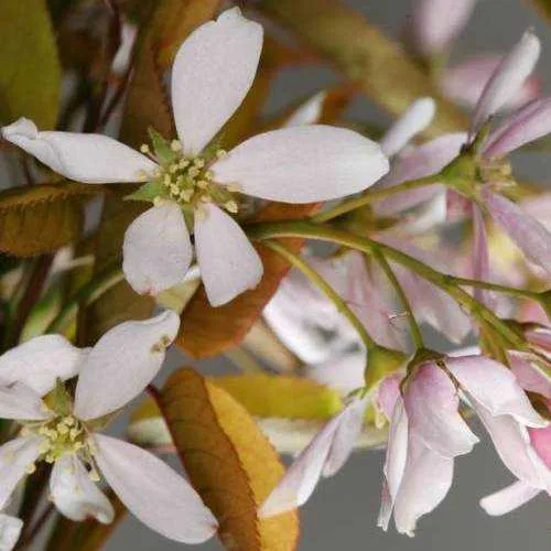 Amelanchier x grandiflora Robin Hill AGM