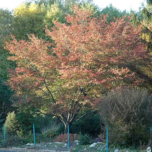 Amelanchier x grandiflora Robin Hill AGM
