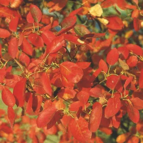 Amelanchier x grandiflora Robin Hill AGM