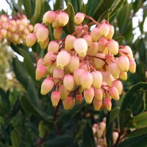 Arbutus unedo - Strawberry Tree