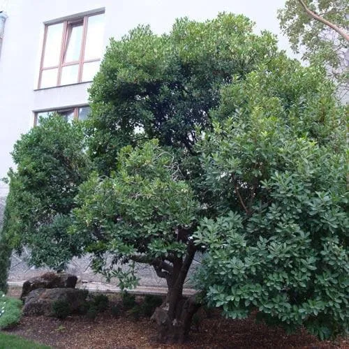 Arbutus unedo - Strawberry Tree