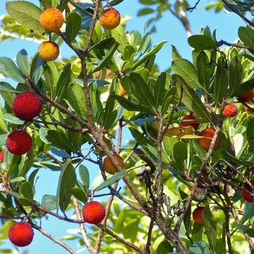 Arbutus unedo - Strawberry Tree