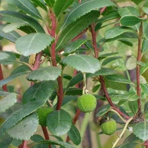 Arbutus unedo - Strawberry Tree
