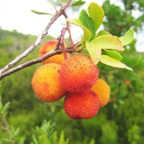 Arbutus unedo - Strawberry Tree