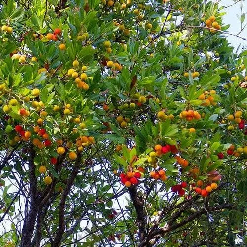 Arbutus unedo - Strawberry Tree