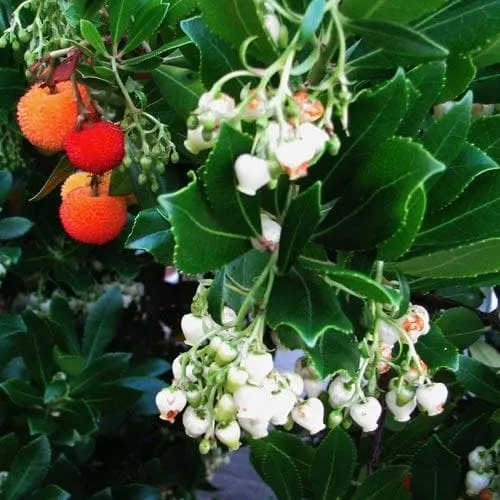 Arbutus unedo - Strawberry Tree