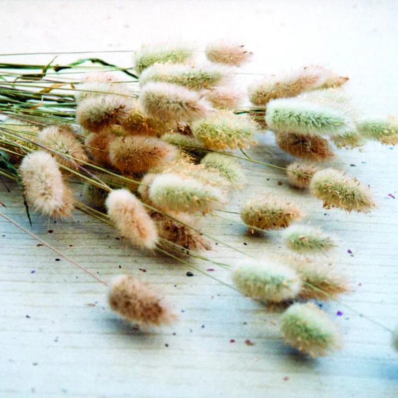 BUNNY TAIL GRASS