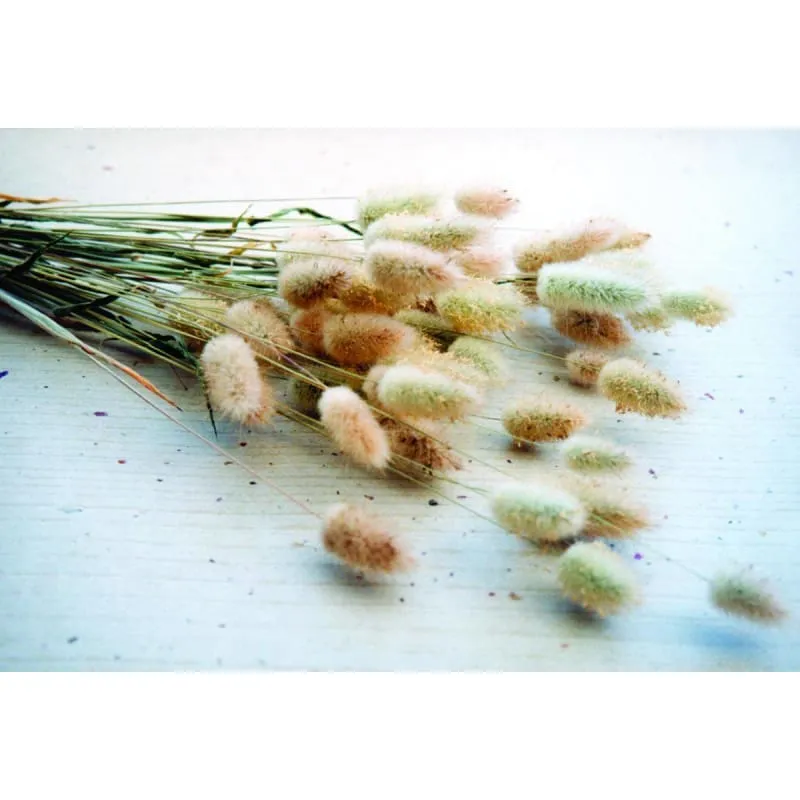 BUNNY TAIL GRASS