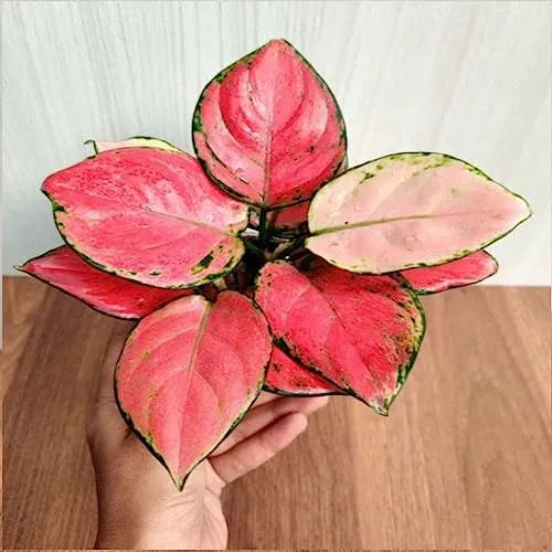 CAPPL Rare Imported Pink Ruby Aglaonema Live Plant (Pot Included)