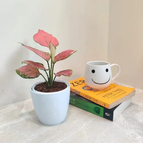 CAPPL Rare Imported Pink Ruby Aglaonema Live Plant (Pot Included)