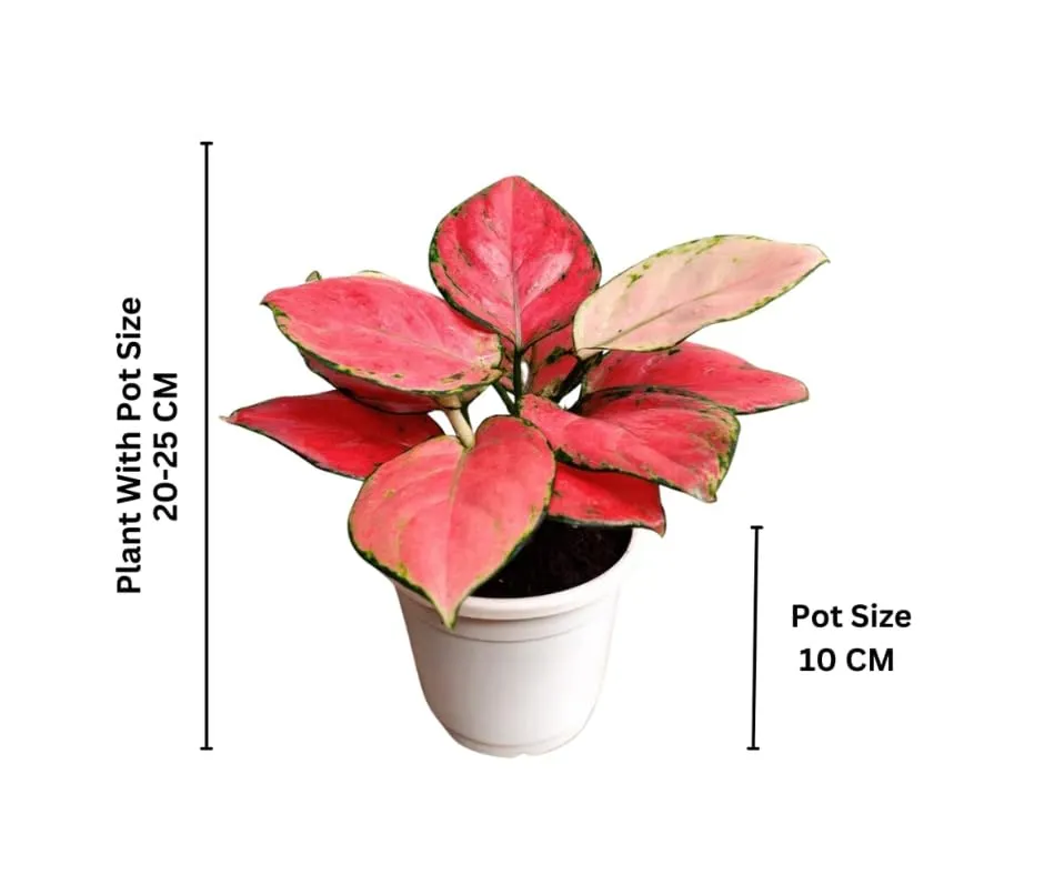 CAPPL Rare Imported Pink Ruby Aglaonema Live Plant (Pot Included)