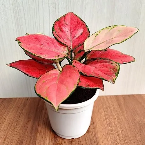 CAPPL Rare Imported Pink Ruby Aglaonema Live Plant (Pot Included)