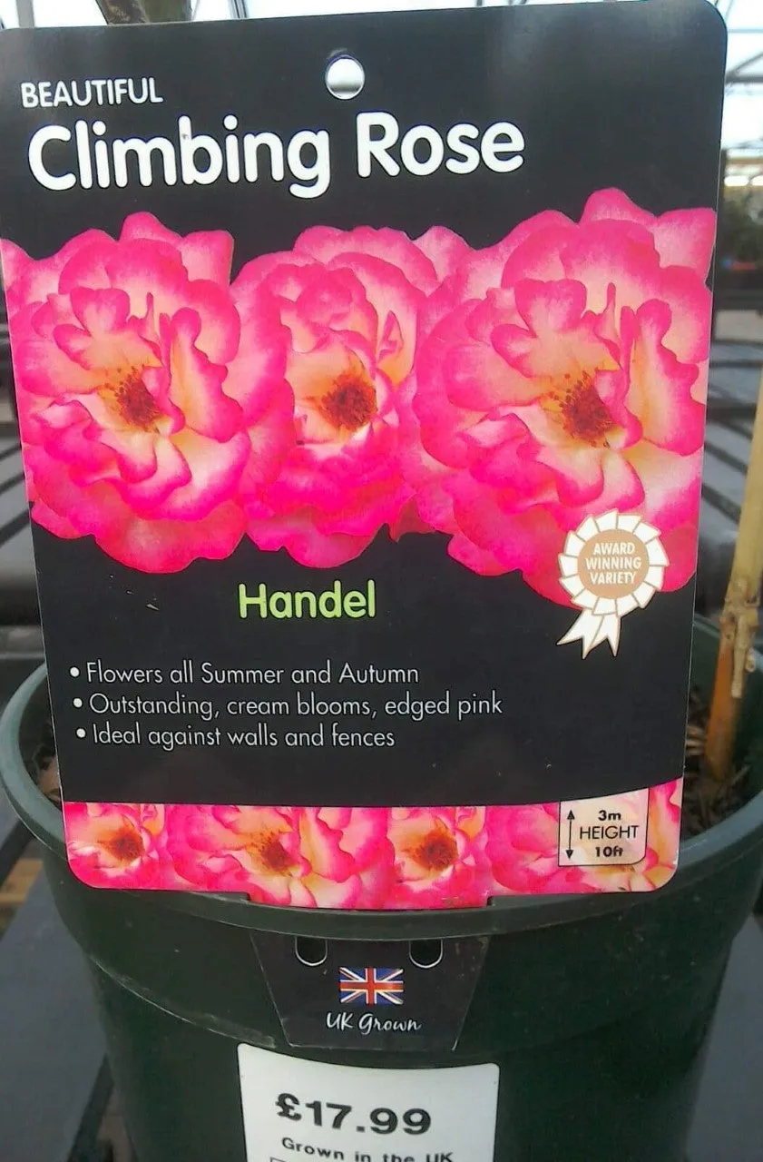 Climbing Roses, 4L Pots