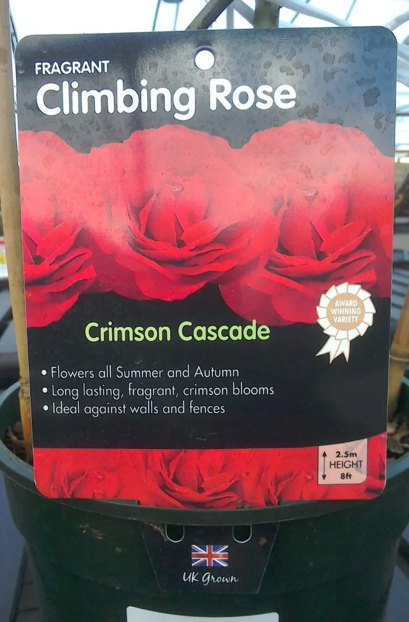 Climbing Roses, 4L Pots