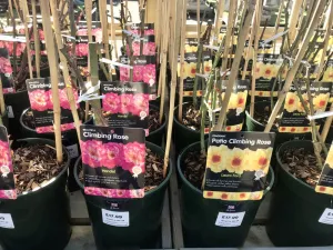 Climbing Roses, 4L Pots
