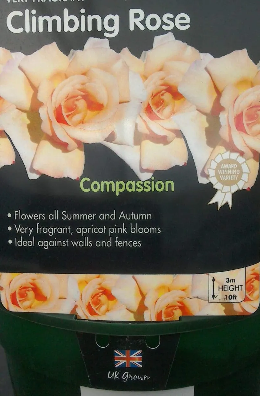 Climbing Roses, 4L Pots