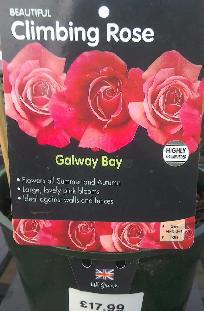 Climbing Roses, 4L Pots