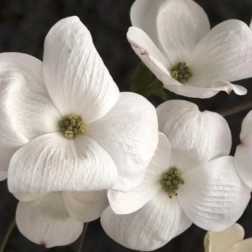 Cornus Eddie's White Wonder