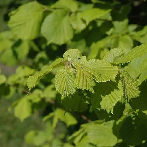 Corylus avellana Aurea