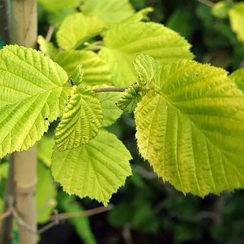 Corylus avellana Aurea