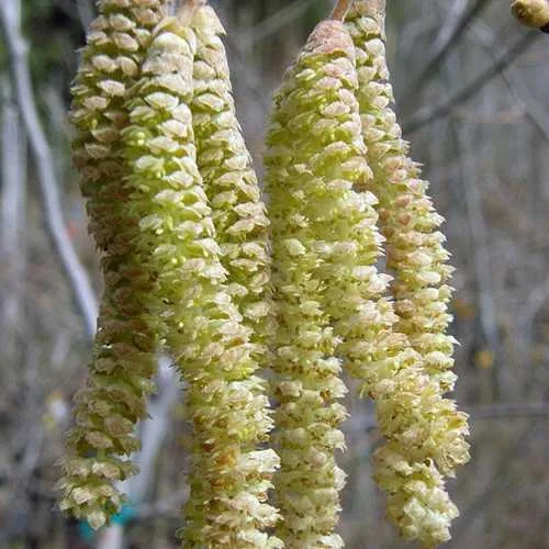 Corylus avellana Aurea