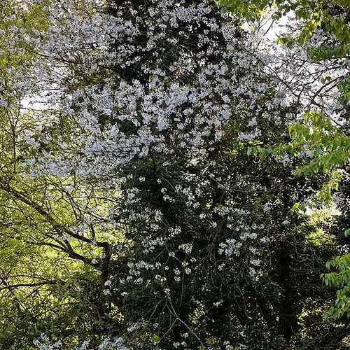 Crataegus persimilis Prunifolia