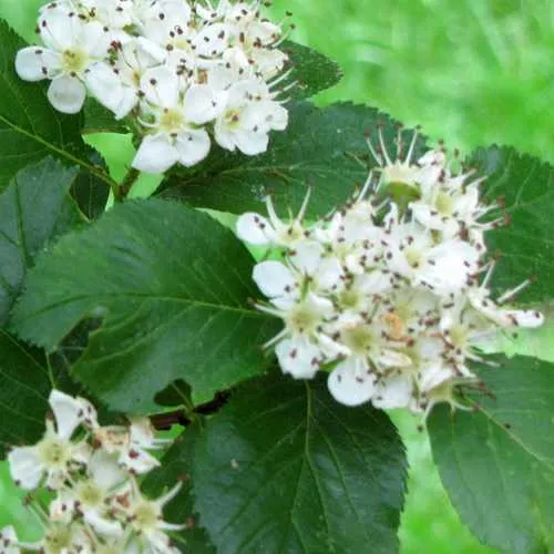 Crataegus persimilis Prunifolia