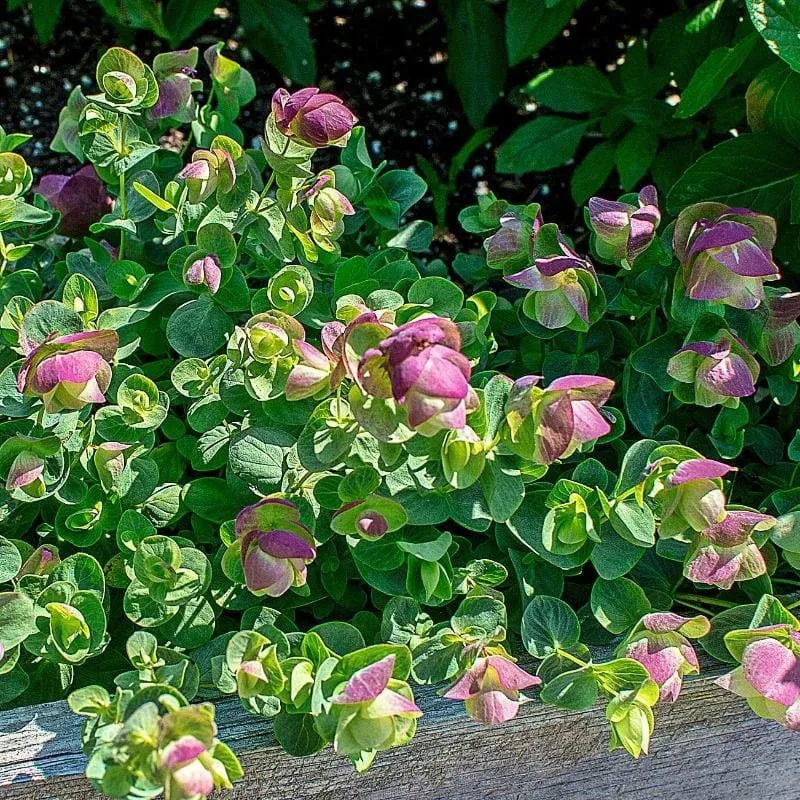 Kirigami Ornamental Oregano