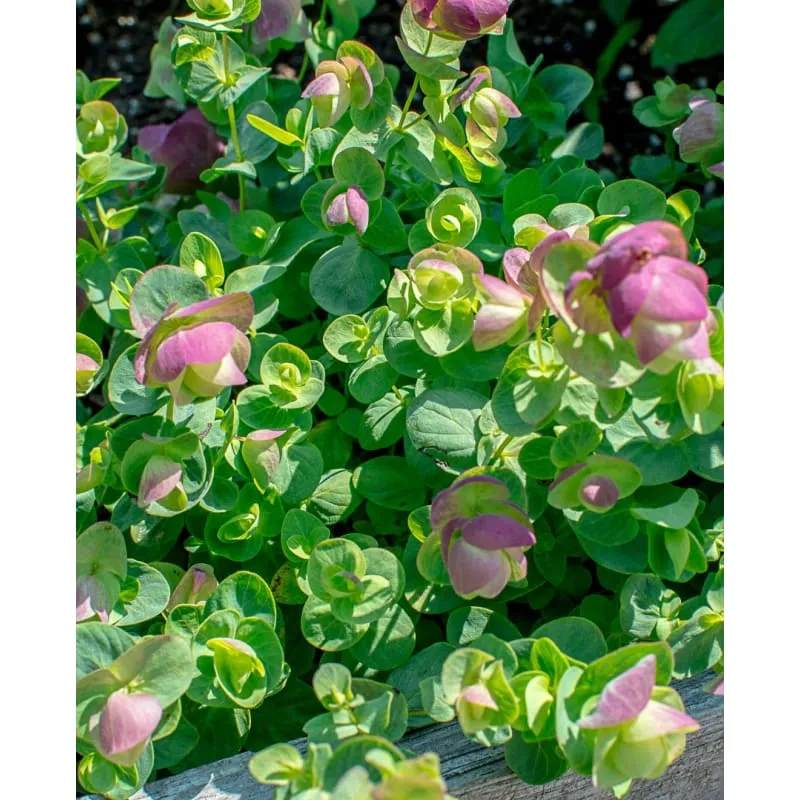 Kirigami Ornamental Oregano