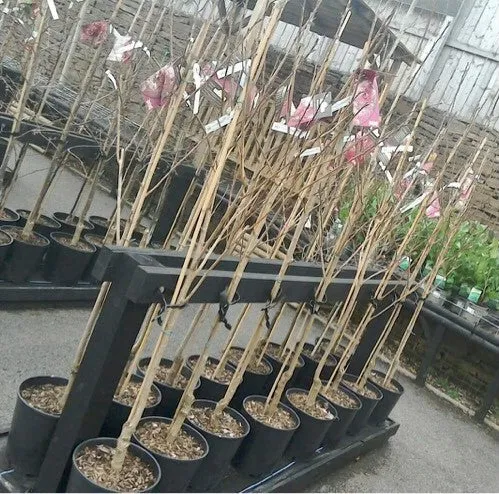 Prunus Kanzan