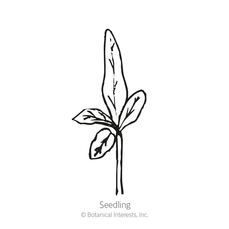 Pumpkin on a Stick Seeds