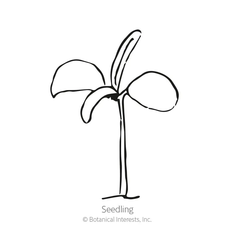 Rosemary Seeds