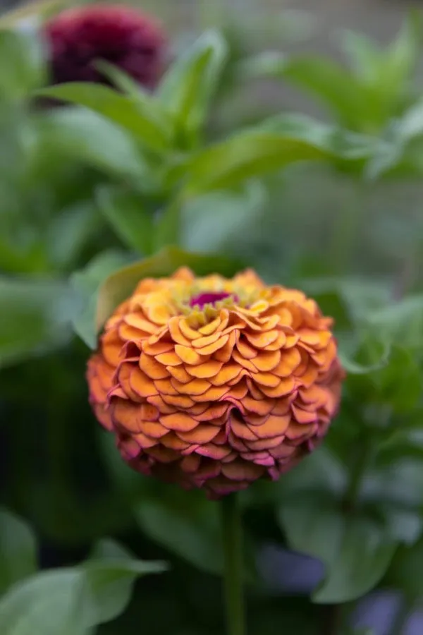 Zinnia Seeds "Triple Wren Antiques” (25 seeds)